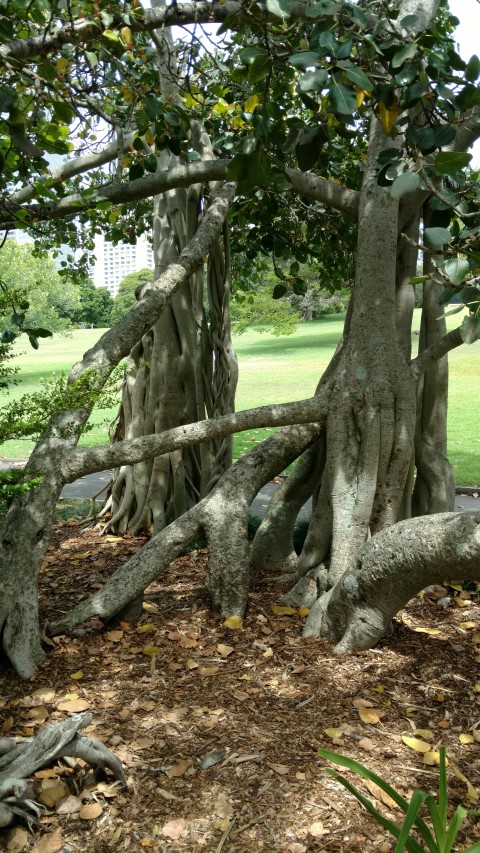 Ficus benghalensus plantplacesimage20170108_112304.jpg