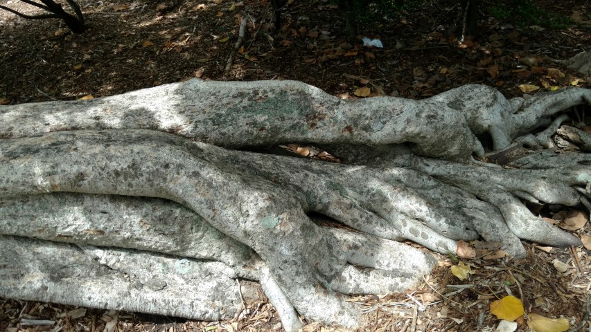 Ficus benghalensus plantplacesimage20170108_112317.jpg