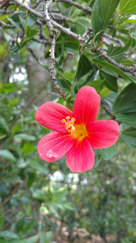 Hibiscus boryanus plantplacesimage20170108_112728.jpg