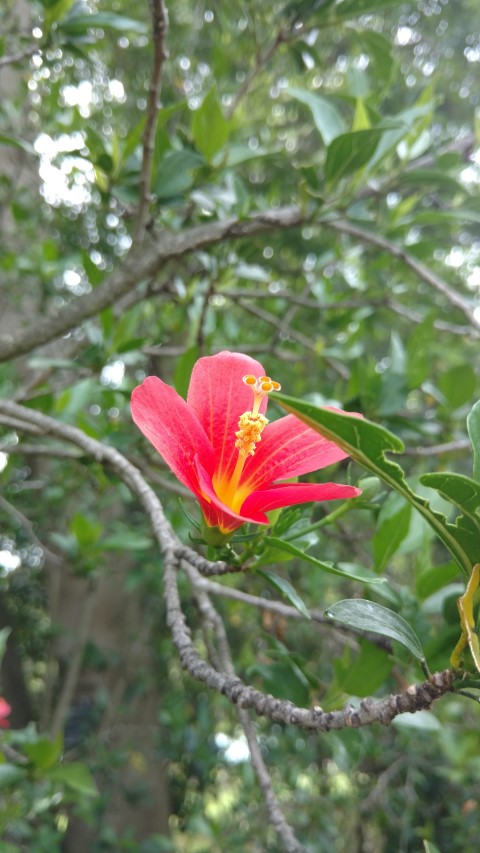 Hibiscus boryanus plantplacesimage20170108_112737.jpg