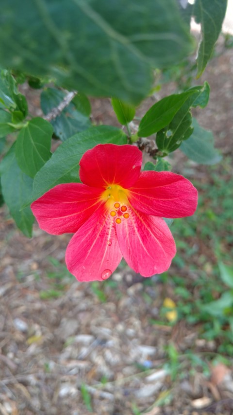 Hibiscus boryanus plantplacesimage20170108_112745.jpg