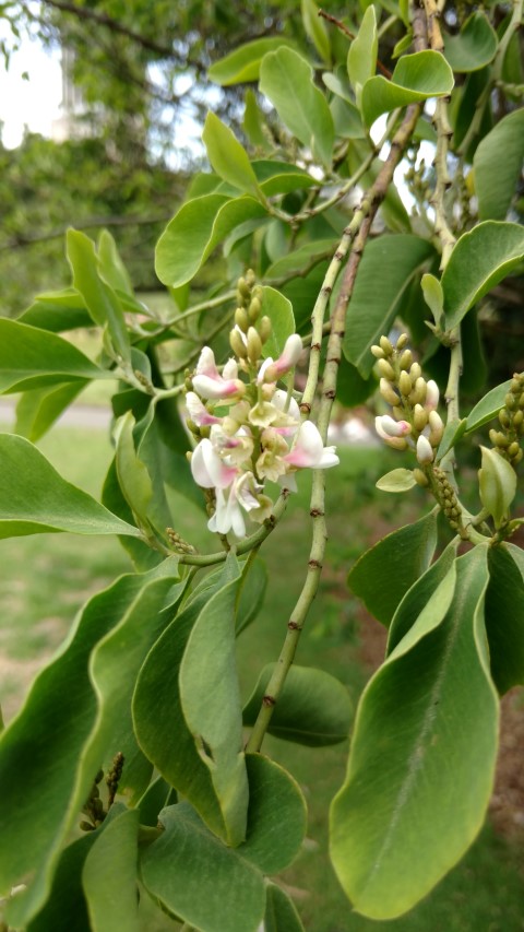 Indigofera ammoxylon plantplacesimage20170108_112937.jpg