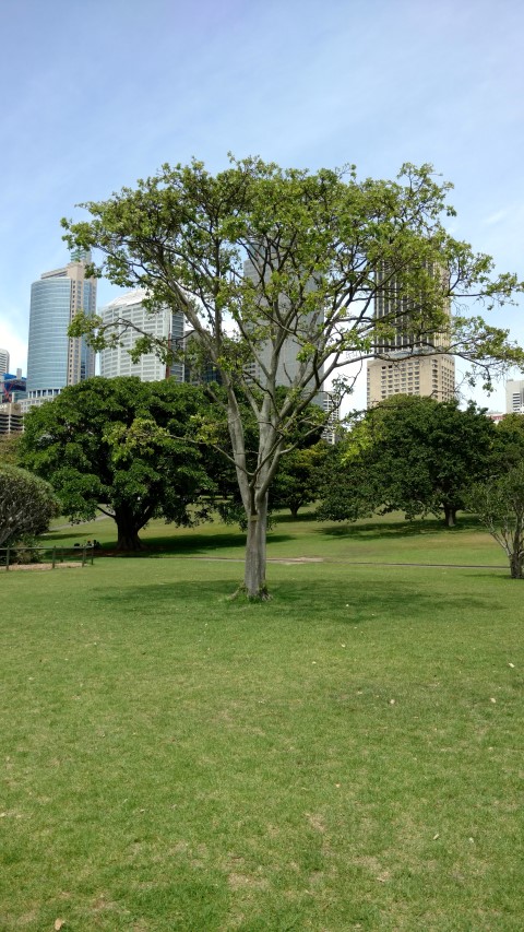 Ficus burkei plantplacesimage20170108_113334.jpg