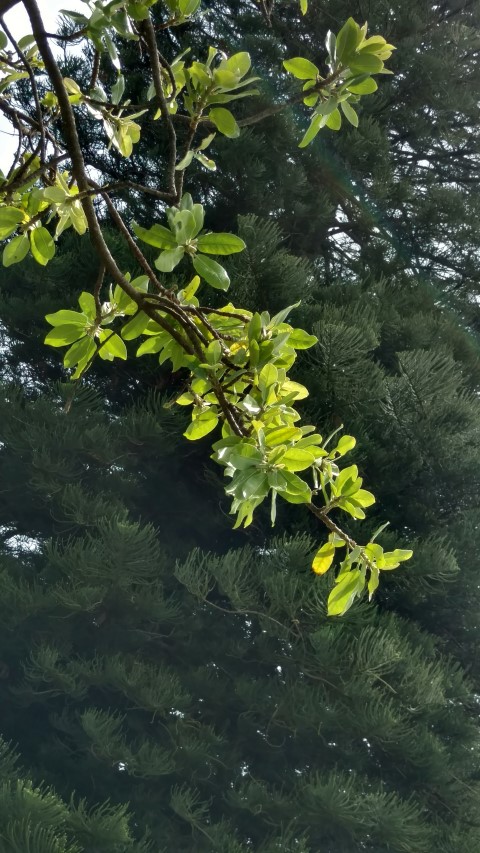 Ficus burkei plantplacesimage20170108_113425.jpg