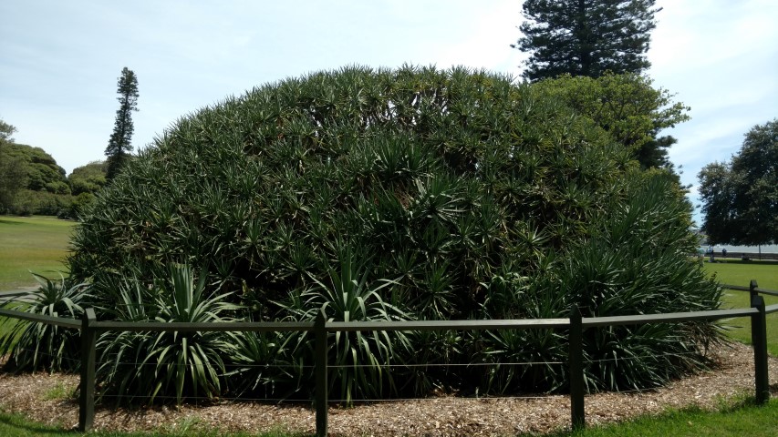 Draceana draco plantplacesimage20170108_113703.jpg