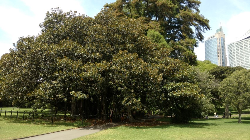 Ficus macrophylla plantplacesimage20170108_113747.jpg