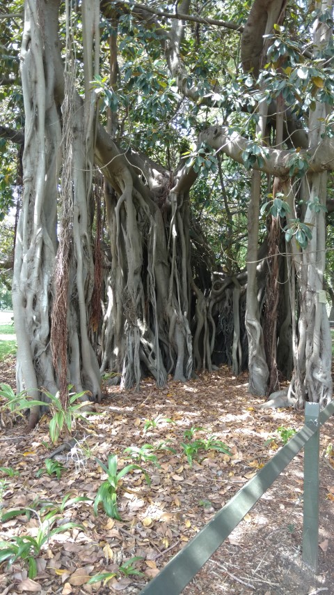 Ficus macrophylla plantplacesimage20170108_113820.jpg