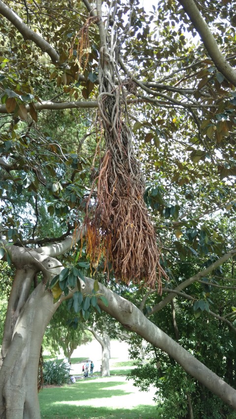 Ficus macrophylla plantplacesimage20170108_113834.jpg