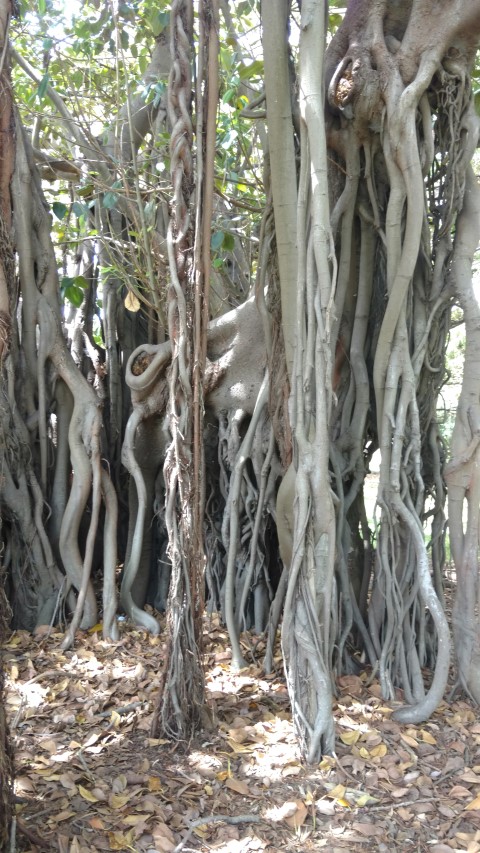 Ficus macrophylla plantplacesimage20170108_113854.jpg