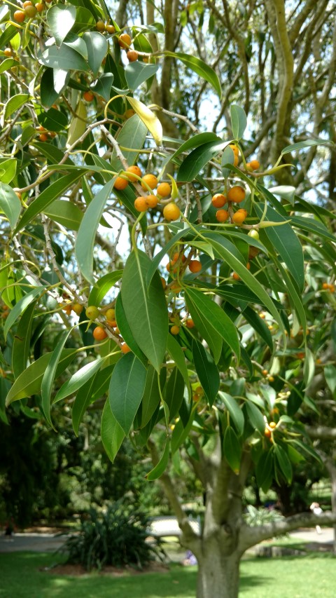 Ficus obliqua plantplacesimage20170108_114150.jpg