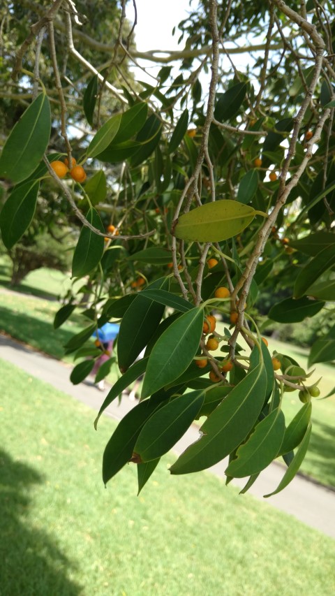 Ficus obliqua plantplacesimage20170108_114207.jpg