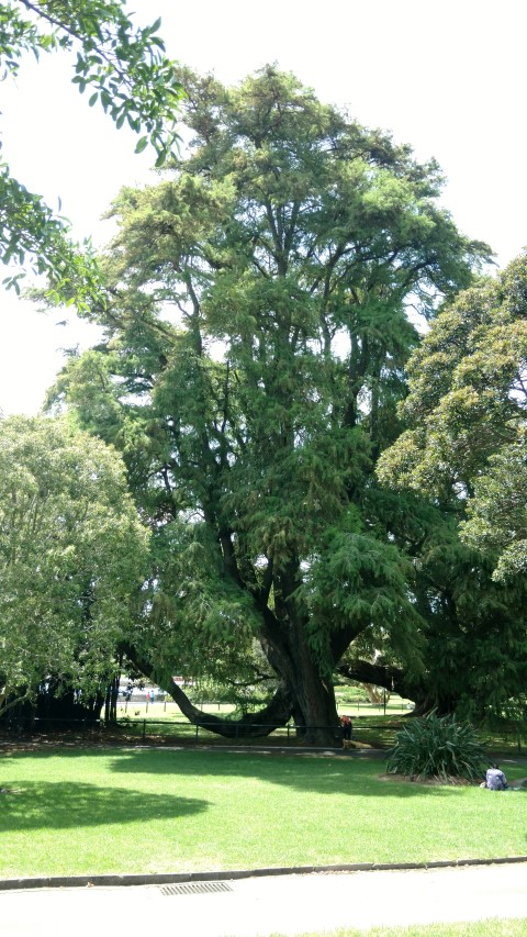 Taxodium mucronatum plantplacesimage20170108_114406.jpg