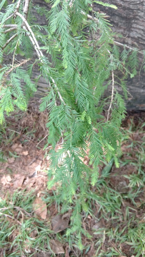 Taxodium mucronatum plantplacesimage20170108_114458.jpg