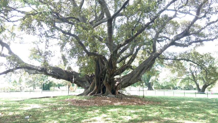 Ficus macrophylla plantplacesimage20170108_114517.jpg