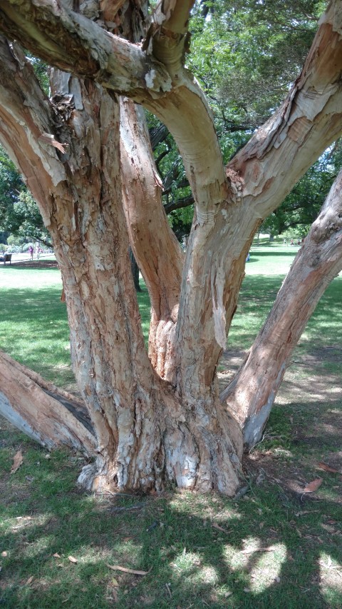 Melaleuca biconvexa plantplacesimage20170108_114810.jpg