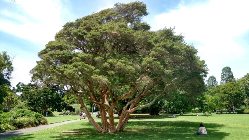 Melaleuca biconvexa plantplacesimage20170108_114829.jpg