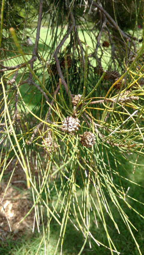 Casuarina cristata plantplacesimage20170108_114953.jpg