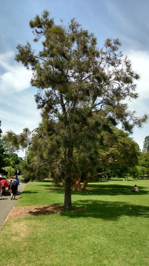 Casuarina cristata plantplacesimage20170108_115006.jpg