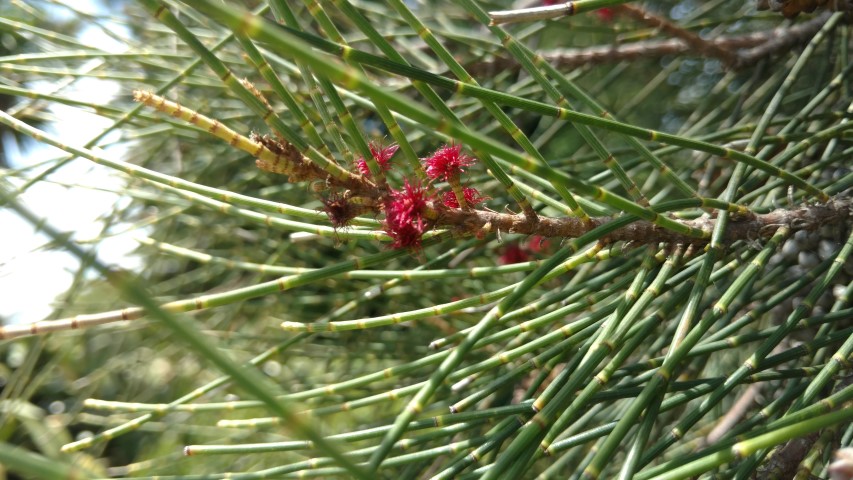 Casuarina cristata plantplacesimage20170108_115024.jpg