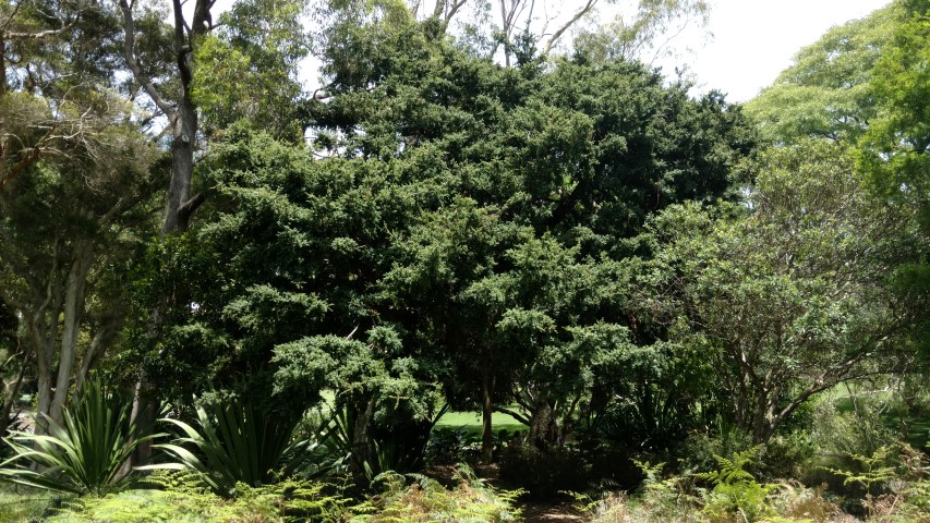 Podocarpus totara plantplacesimage20170108_115435.jpg