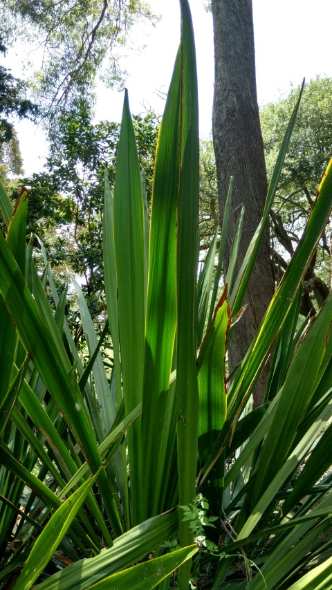 Doryanthes palmeri plantplacesimage20170108_115524.jpg