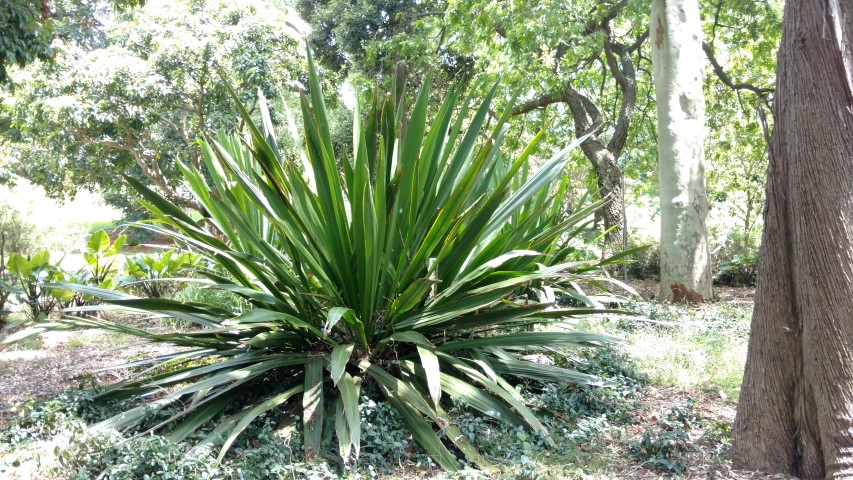 Doryanthes palmeri plantplacesimage20170108_115559.jpg