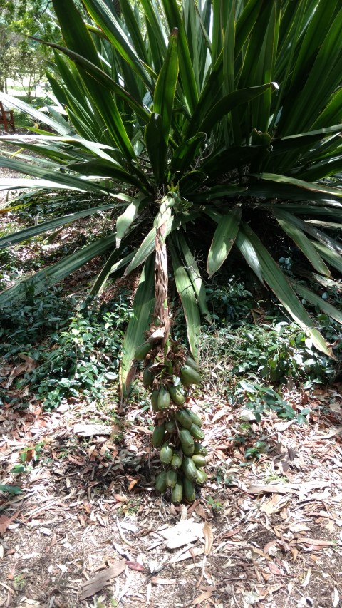 Doryanthes palmeri plantplacesimage20170108_115633.jpg