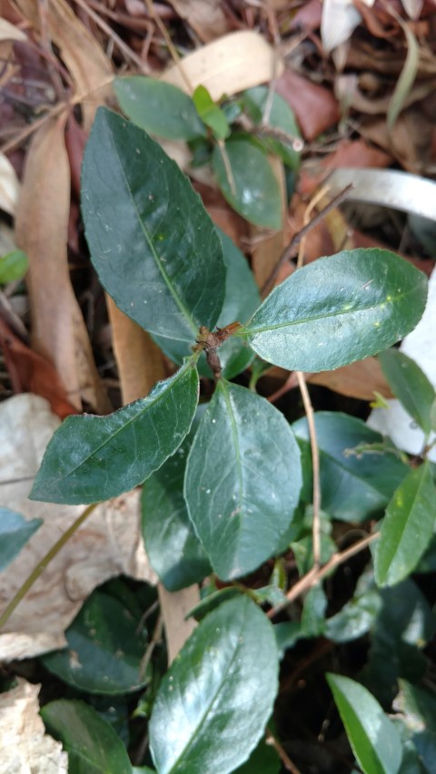 Apanopetalum resinosum plantplacesimage20170108_115726.jpg