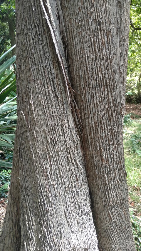 Eucalyptus siderophloia plantplacesimage20170108_115922.jpg