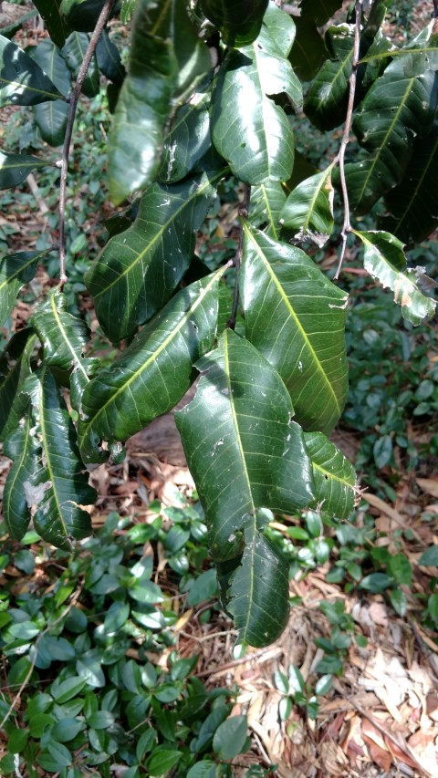 Cupaniopsis anacardiodes plantplacesimage20170108_120141.jpg