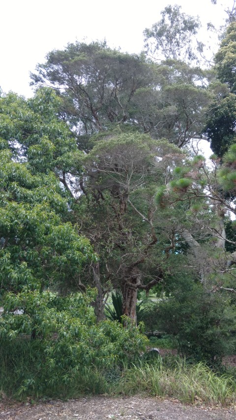 Melaleuca linariifolia plantplacesimage20170108_120456.jpg