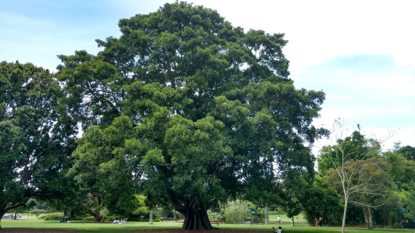 Ficus watkinsia plantplacesimage20170108_120519.jpg