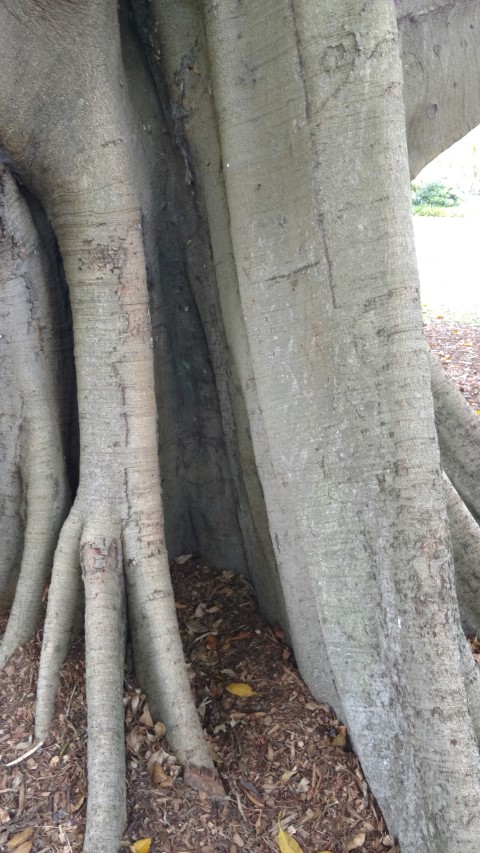 Ficus watkinsia plantplacesimage20170108_120558.jpg