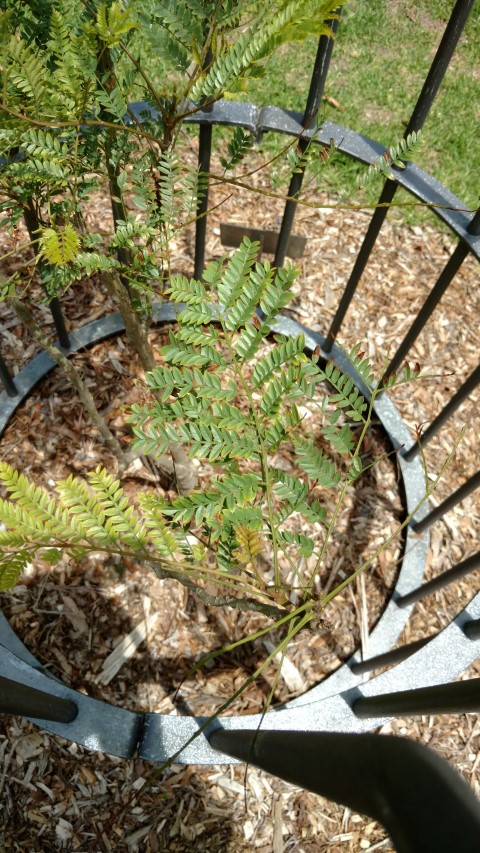 Jacaranda acutifolia plantplacesimage20170108_120838.jpg