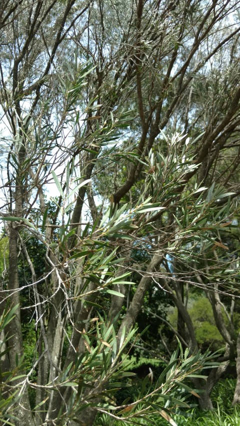 Melaleuca howeana plantplacesimage20170108_121124.jpg