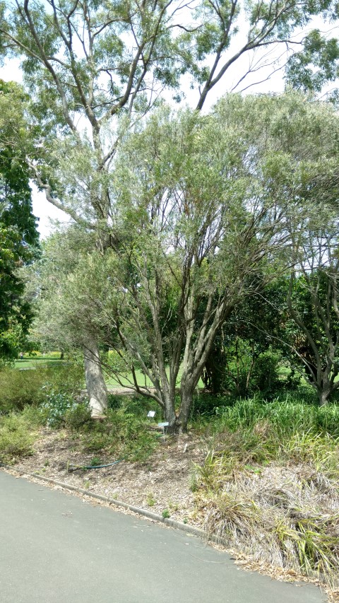 Melaleuca howeana plantplacesimage20170108_121139.jpg