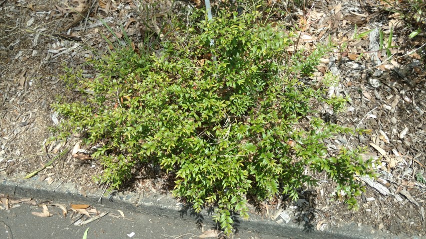 Astromyrtus dulcis plantplacesimage20170108_121226.jpg