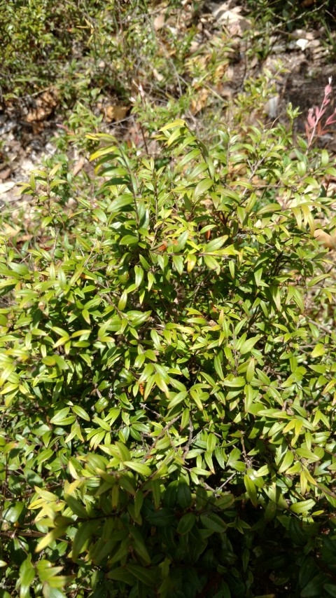 Astromyrtus dulcis plantplacesimage20170108_121250.jpg