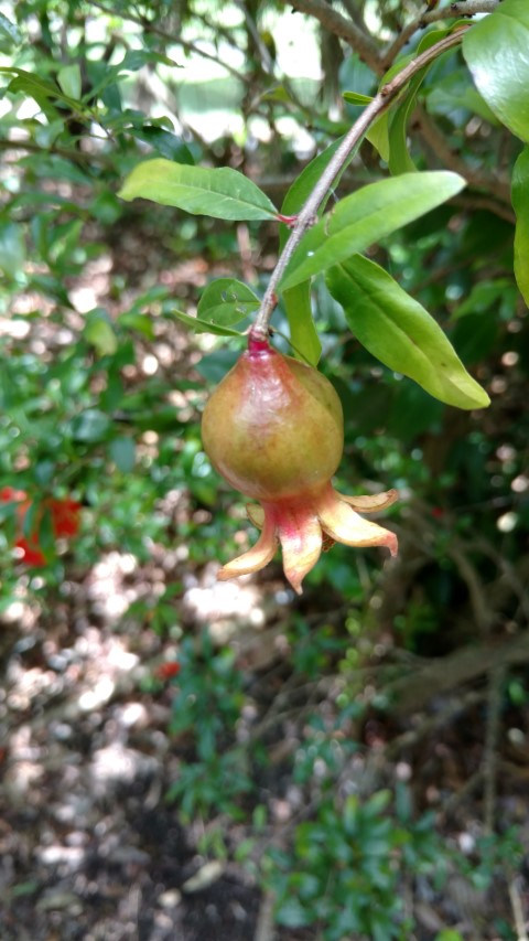 Punica granatum plantplacesimage20170108_121346.jpg