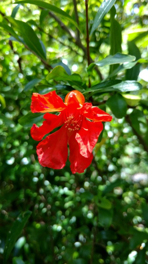 Punica granatum plantplacesimage20170108_121358.jpg