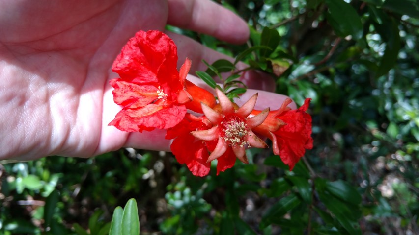 Punica granatum plantplacesimage20170108_121412.jpg