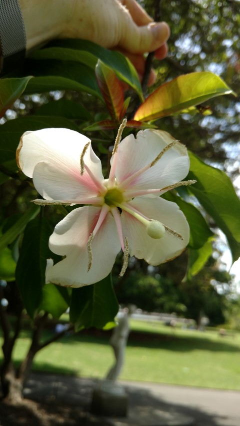 Hauya elegans plantplacesimage20170108_122205.jpg