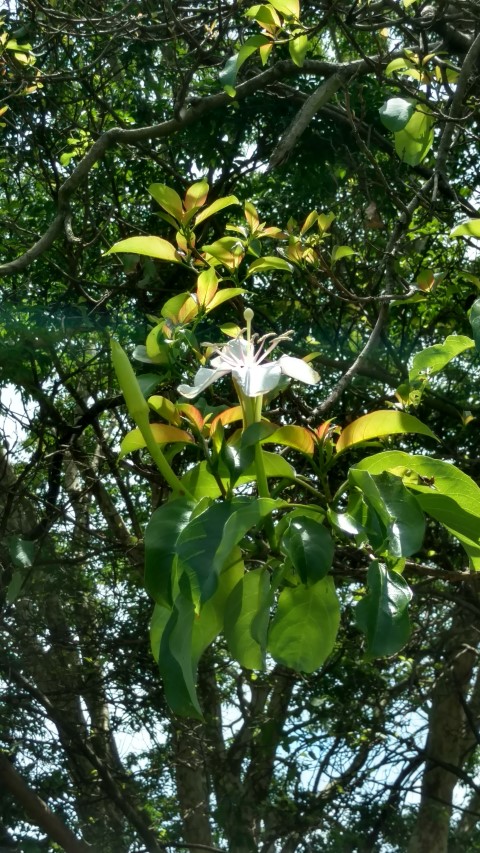 Hauya elegans plantplacesimage20170108_122238.jpg