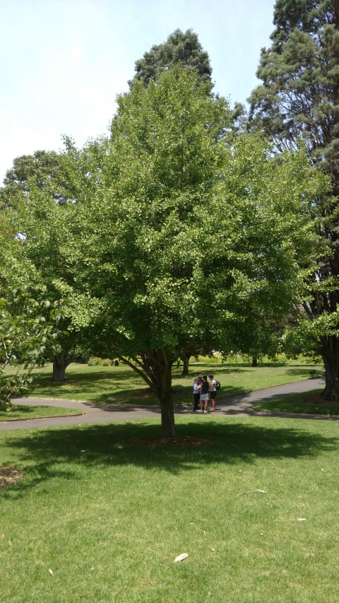 Ginkgo biloba plantplacesimage20170108_122306.jpg