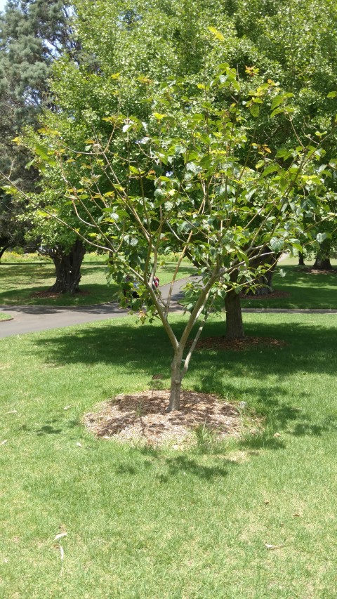 Acer davidii plantplacesimage20170108_122347.jpg