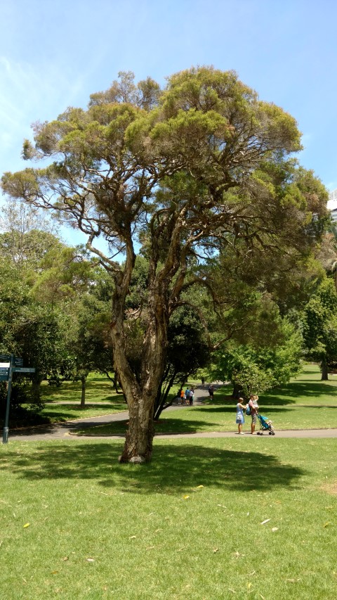 Melaleuca alternifolia plantplacesimage20170108_122529.jpg