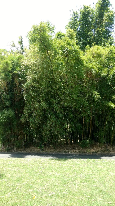 Bambusa longispiculata plantplacesimage20170108_122747.jpg