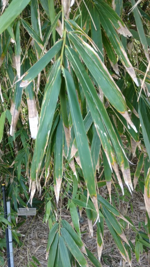 Bambusa longispiculata plantplacesimage20170108_122809.jpg