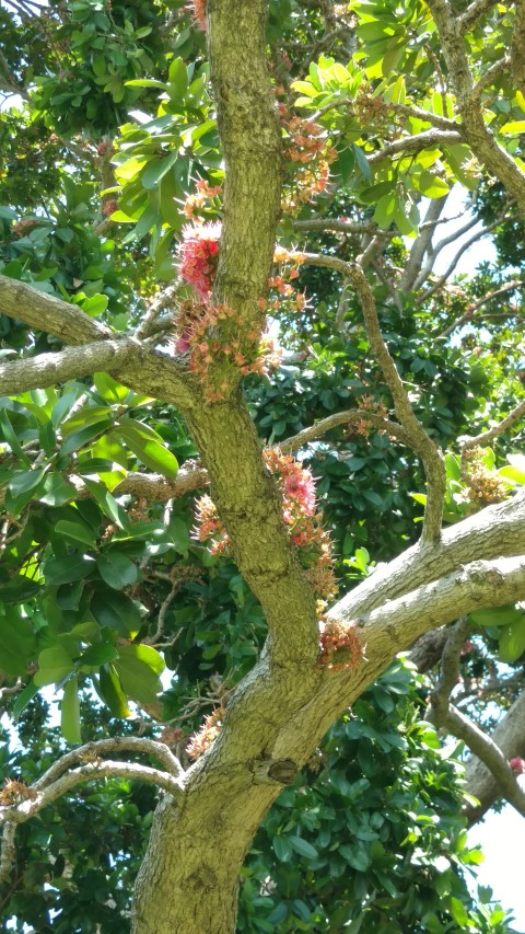 Syzygium moorei plantplacesimage20170108_123338.jpg
