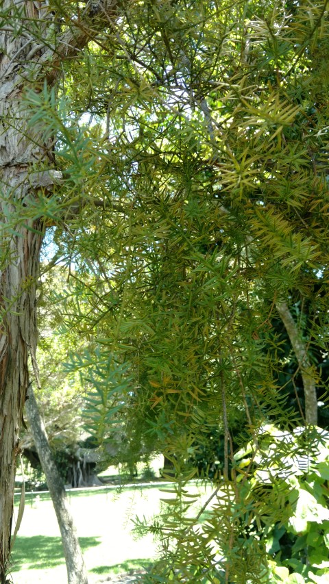 Podocarpus hallii plantplacesimage20170108_123639.jpg